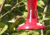 hummer2.jpg (88349 bytes)