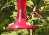 hummer.jpg (86074 bytes)
